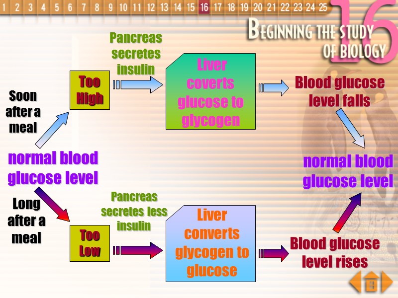 normal blood glucose level Blood glucose level falls Blood glucose level rises normal blood